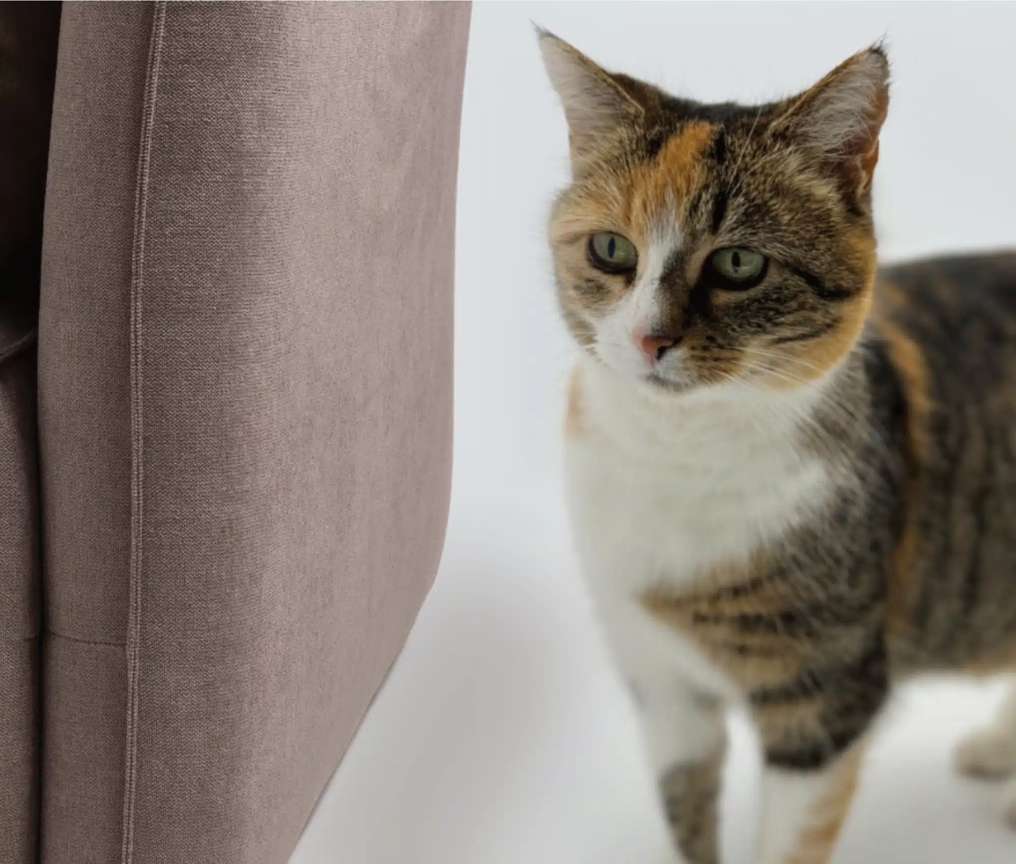 Welcher Stoffbezug bei Haustieren?